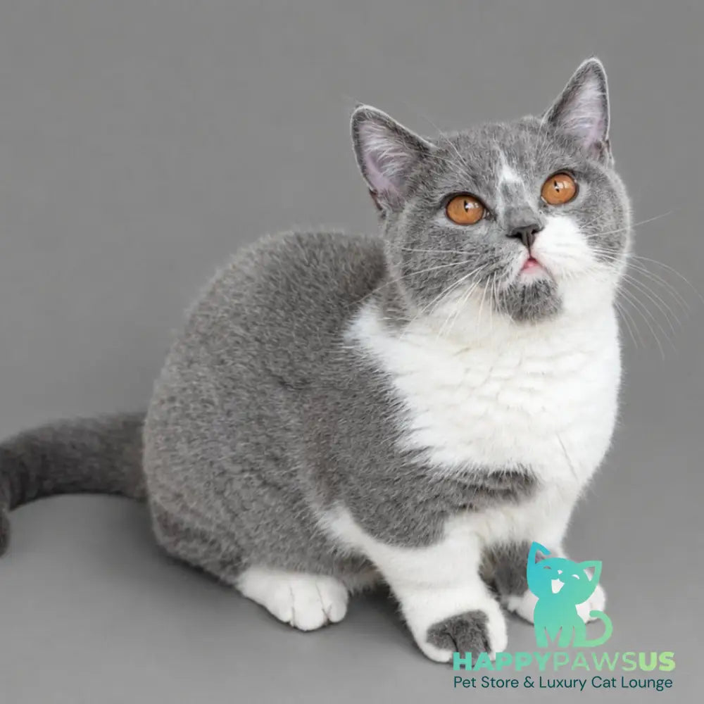 Banny Munchkin male blue bicolour - live animals