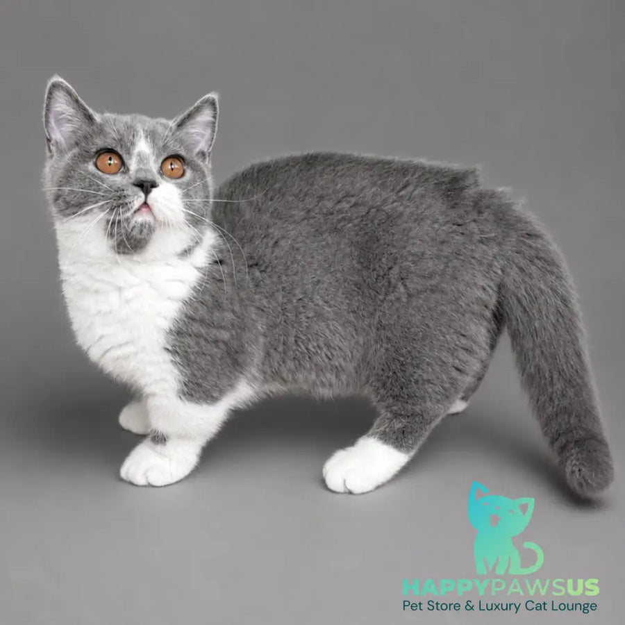 Banny Munchkin male blue bicolour - live animals