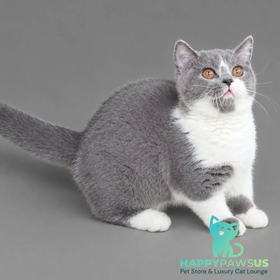 Banny Munchkin male blue bicolour - live animals
