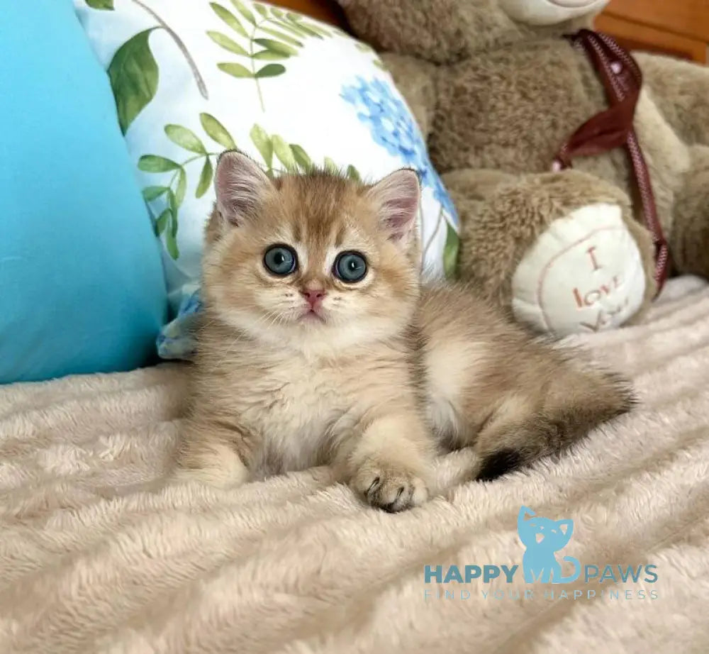 Bantik British Shorthair male black golden shaded live animals