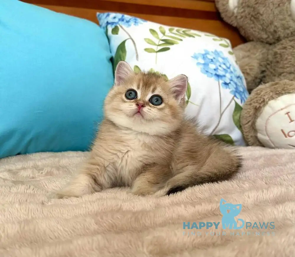 Bantik British Shorthair male black golden shaded live animals