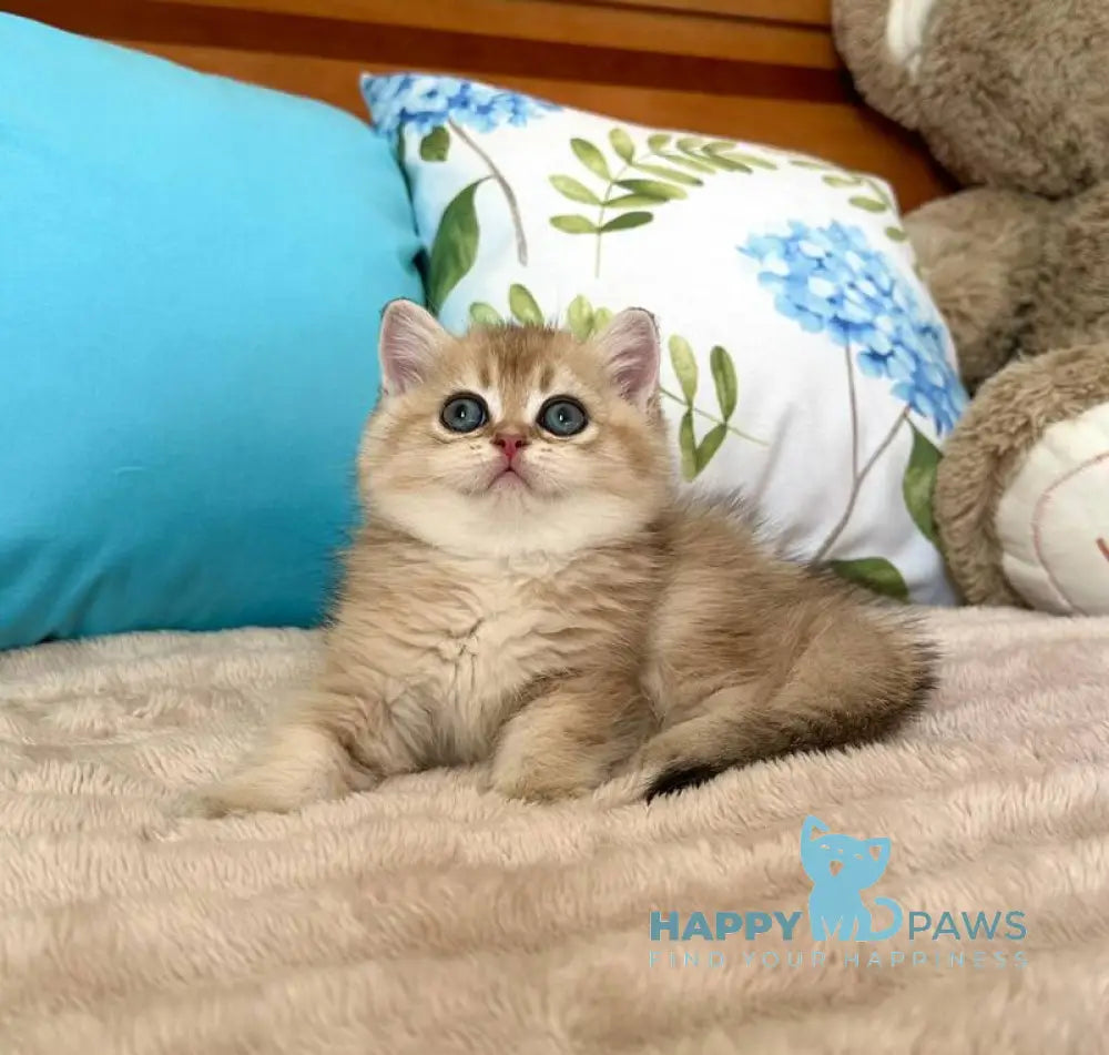Bantik British Shorthair male black golden shaded live animals