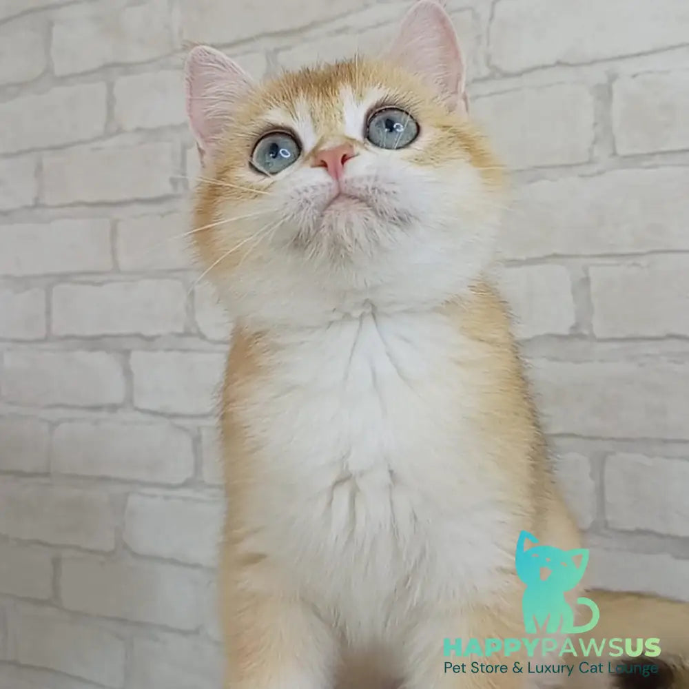 Bao Bao British Shorthair male black golden chinchilla - live animals
