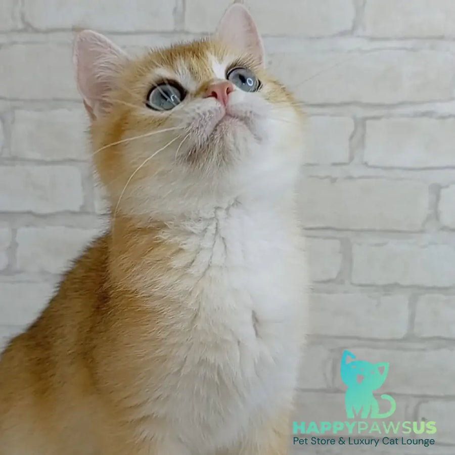 Bao Bao British Shorthair male black golden chinchilla - live animals