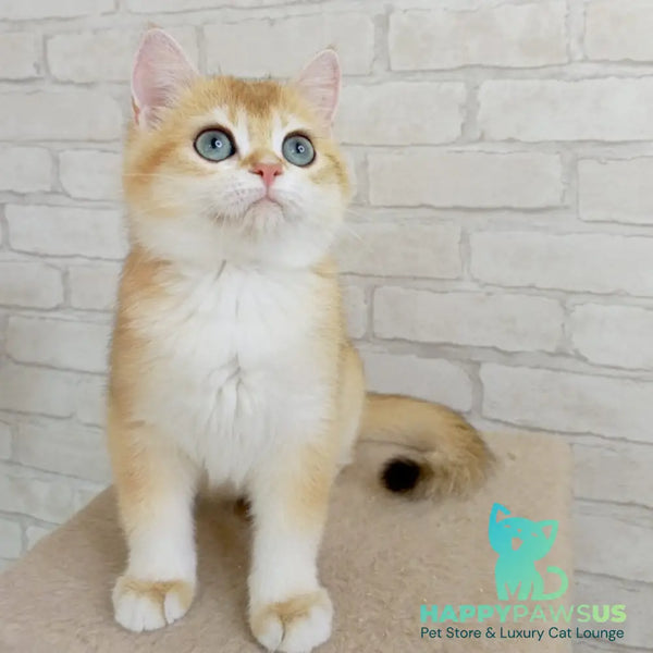 Bao Bao British Shorthair male black golden chinchilla - live animals