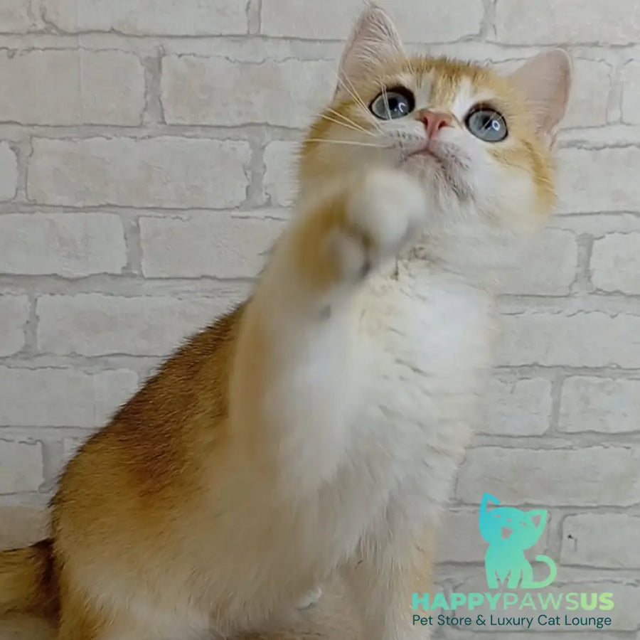 Bao Bao British Shorthair male black golden chinchilla - live animals