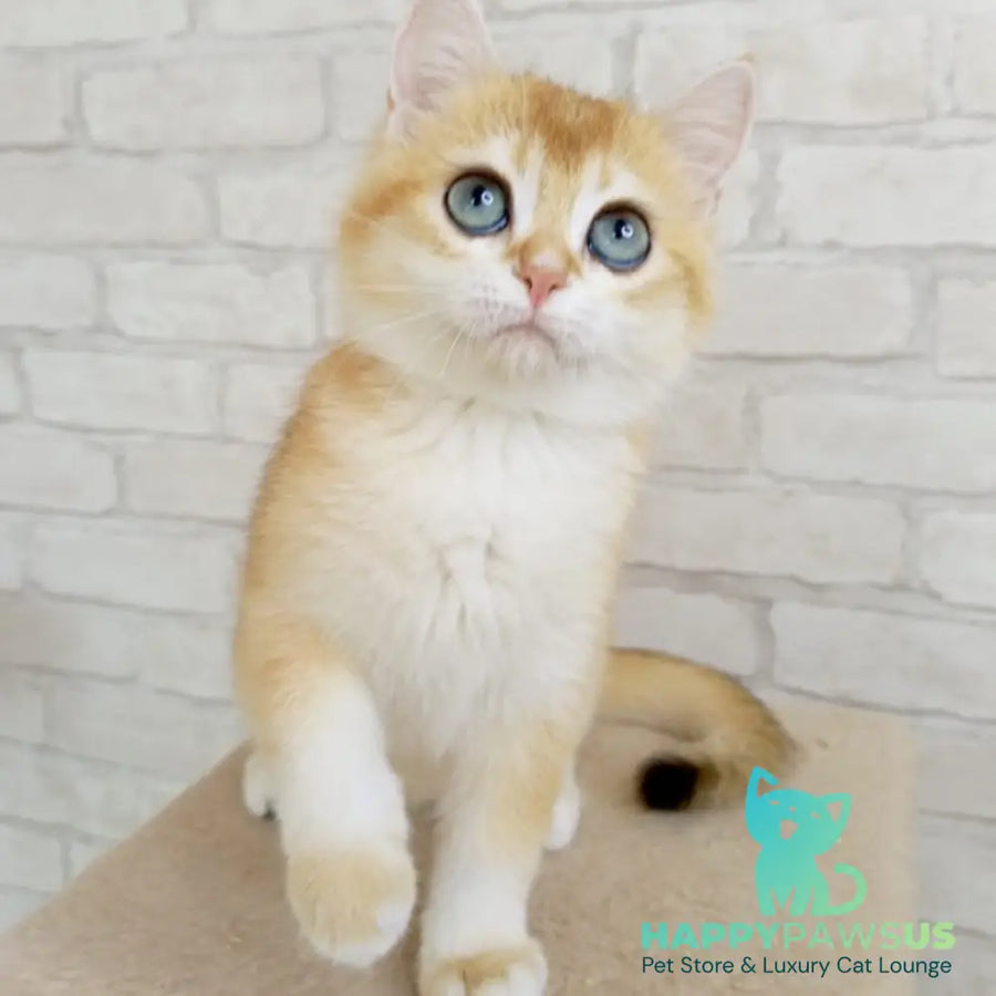 Bao Bao British Shorthair male black golden chinchilla - live animals