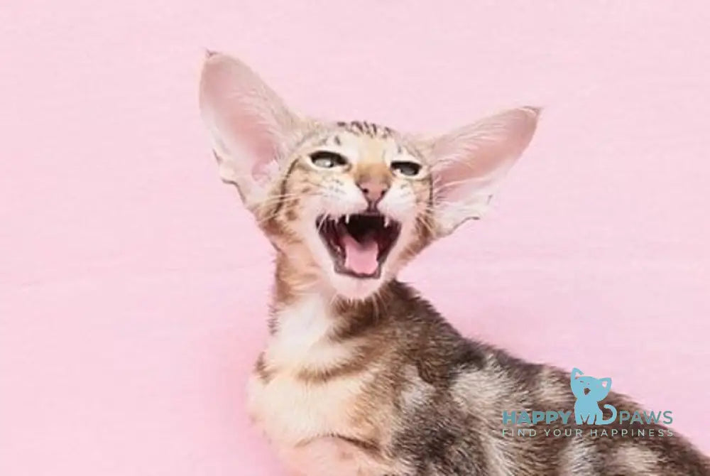 Baranochka Oriental Shorthair female black tabby live animals