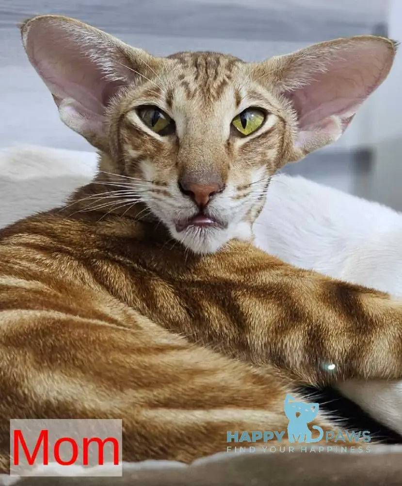 Baranochka Oriental Shorthair female black tabby live animals