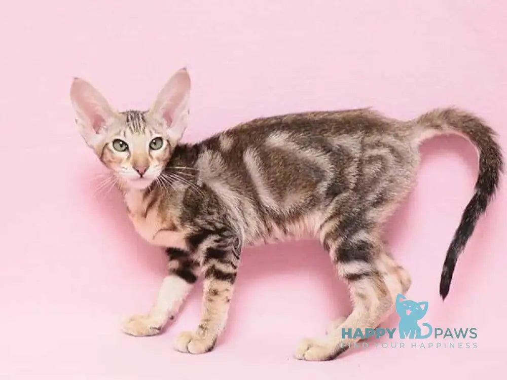 Baranochka Oriental Shorthair female black tabby live animals