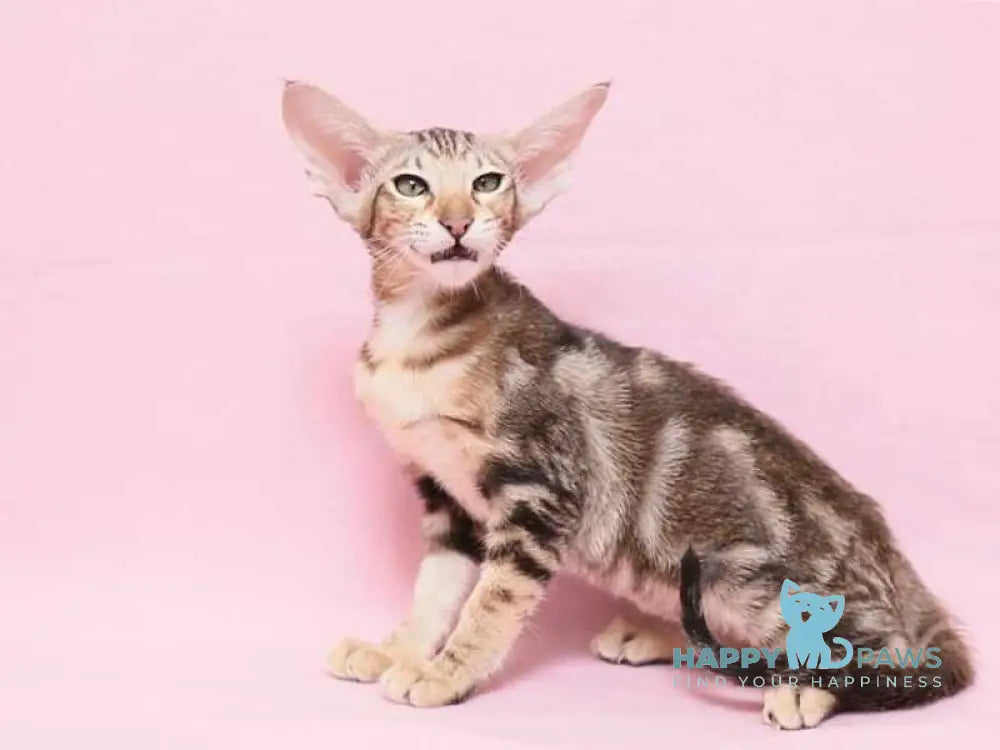 Baranochka Oriental Shorthair female black tabby live animals