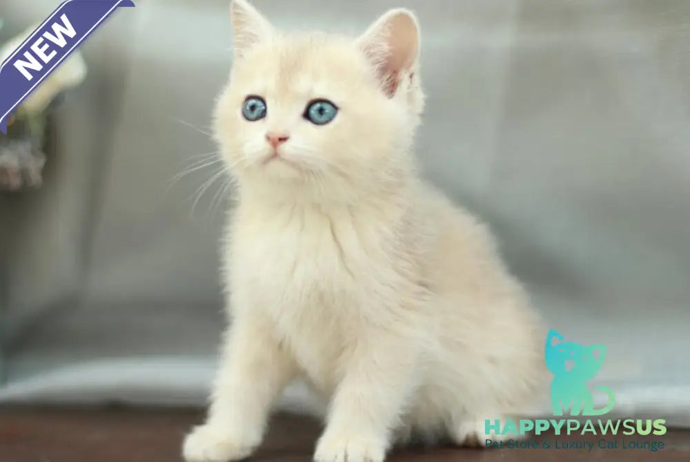 Barbara British Shorthair female blue golden shaded - live animals