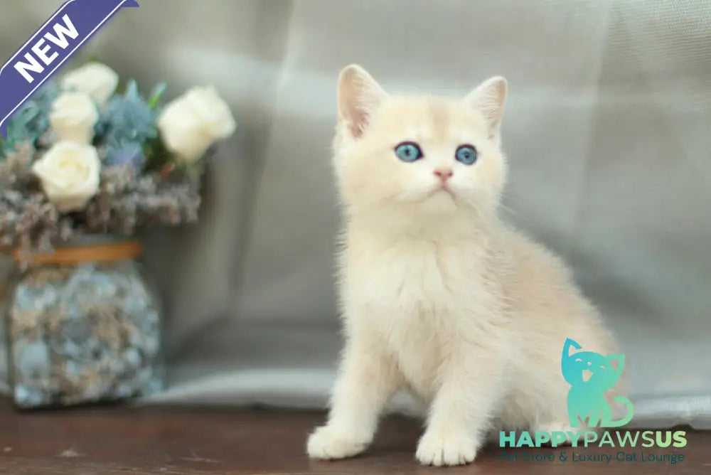 Barbara British Shorthair female blue golden shaded - live animals