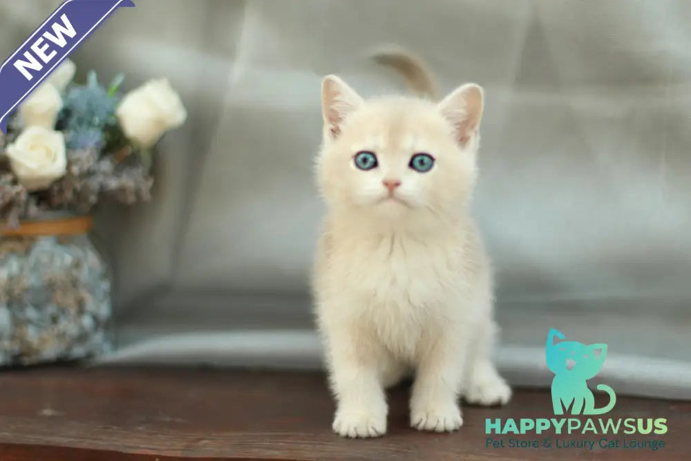 Barbara British Shorthair female blue golden shaded - live animals