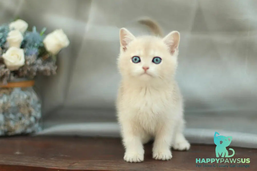 Barbara British Shorthair female blue golden shaded - live animals