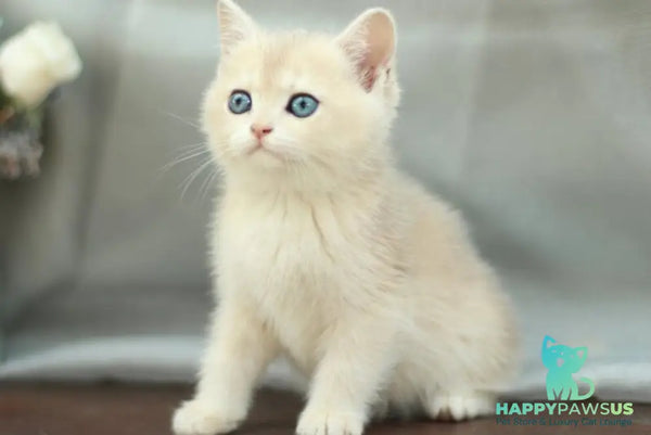 Barbara British Shorthair female blue golden shaded - live animals