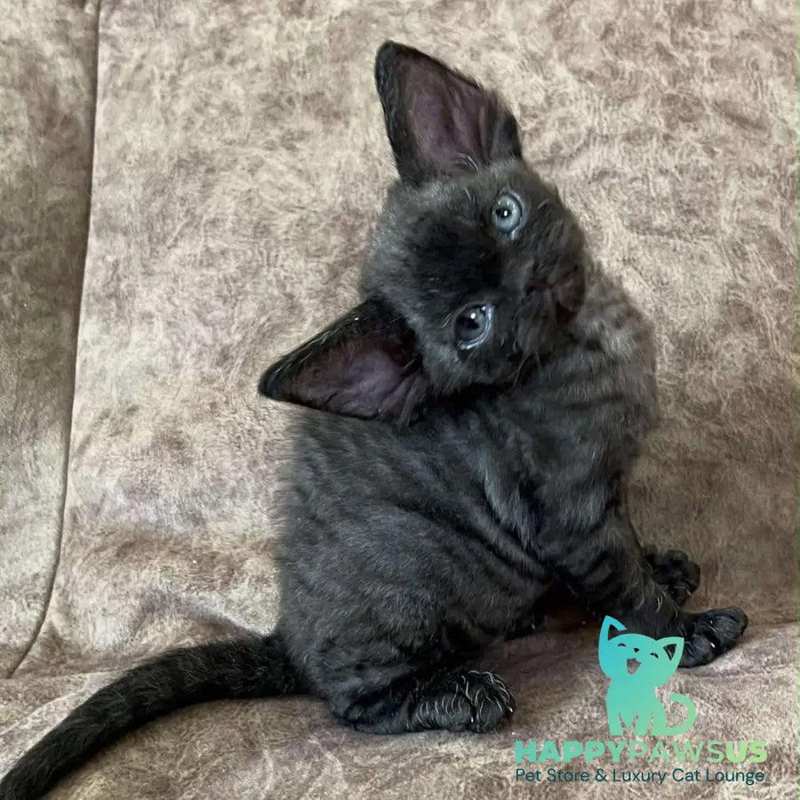Barbara Devon Rex female black - live animals