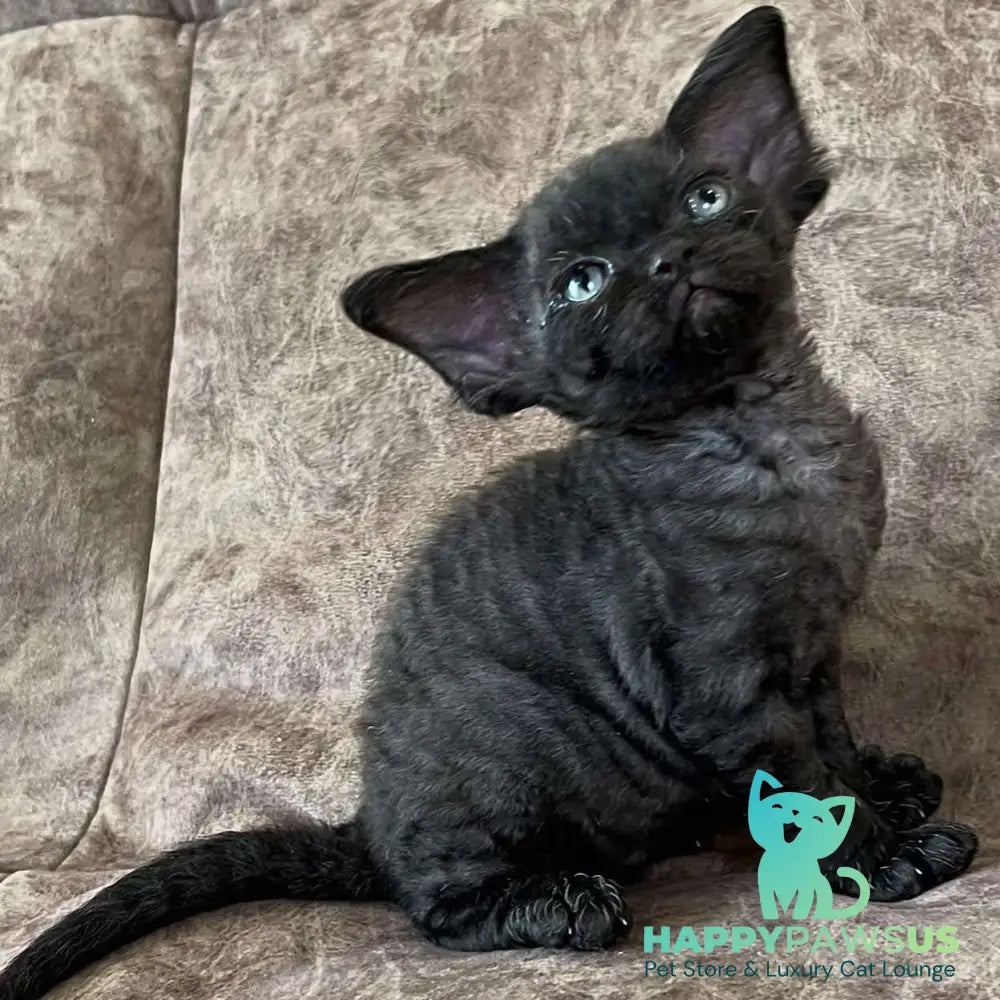 Barbara Devon Rex female black - live animals