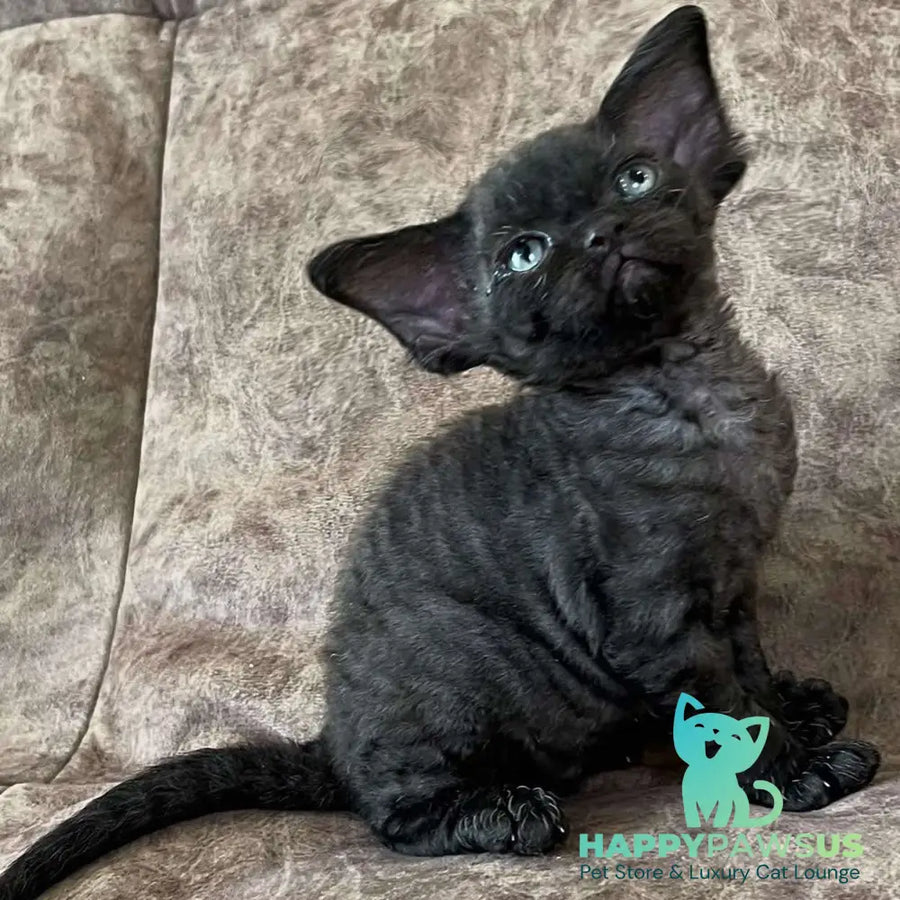 Barbara Devon Rex female black - live animals