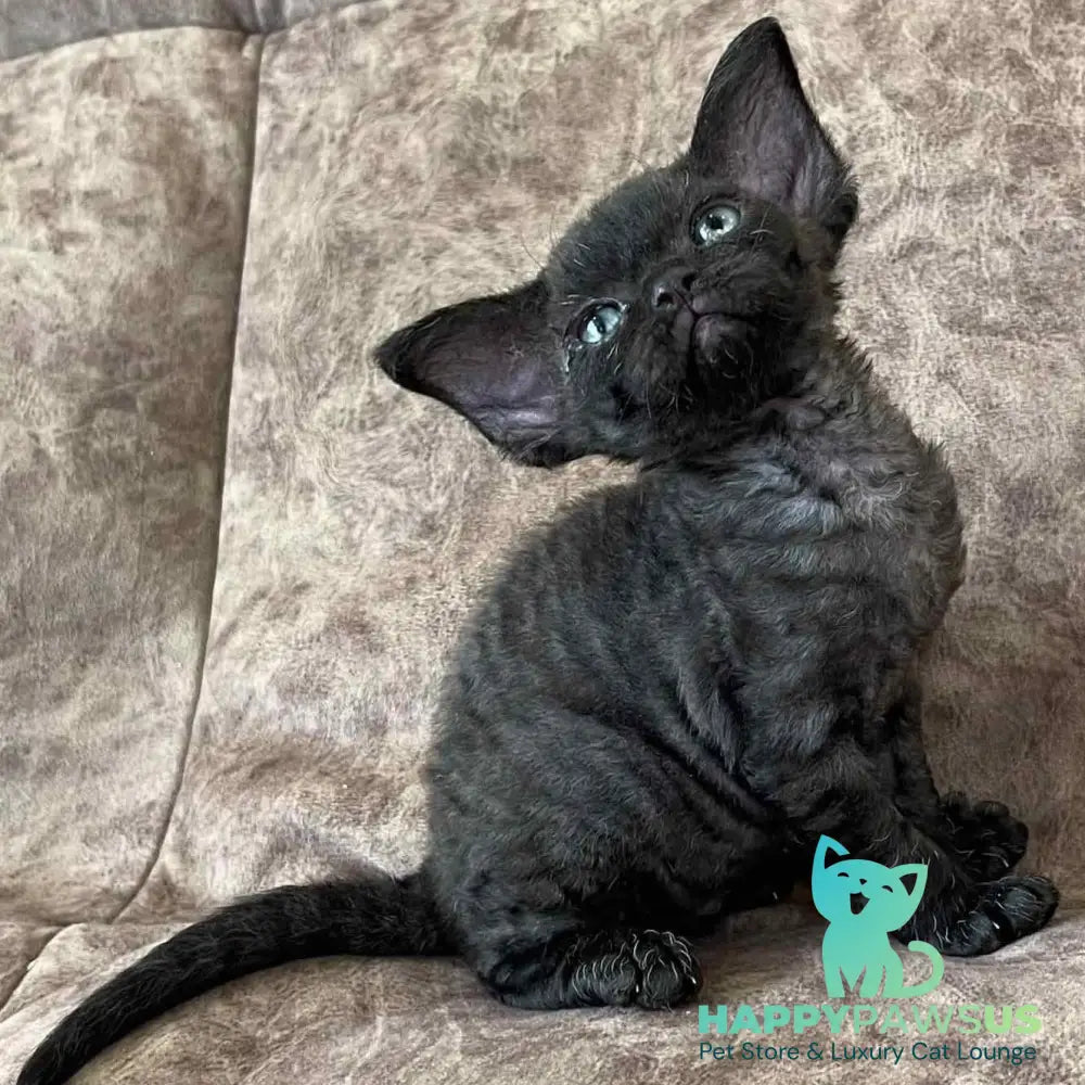 Barbara Devon Rex female black - live animals