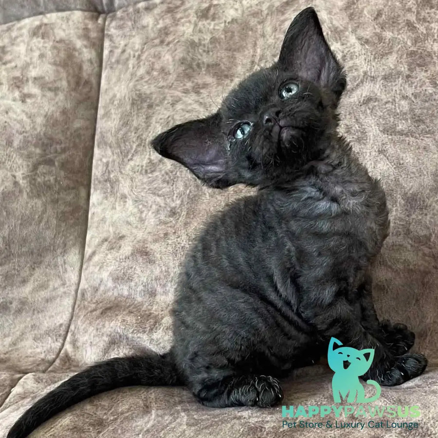 Barbara Devon Rex female black - live animals