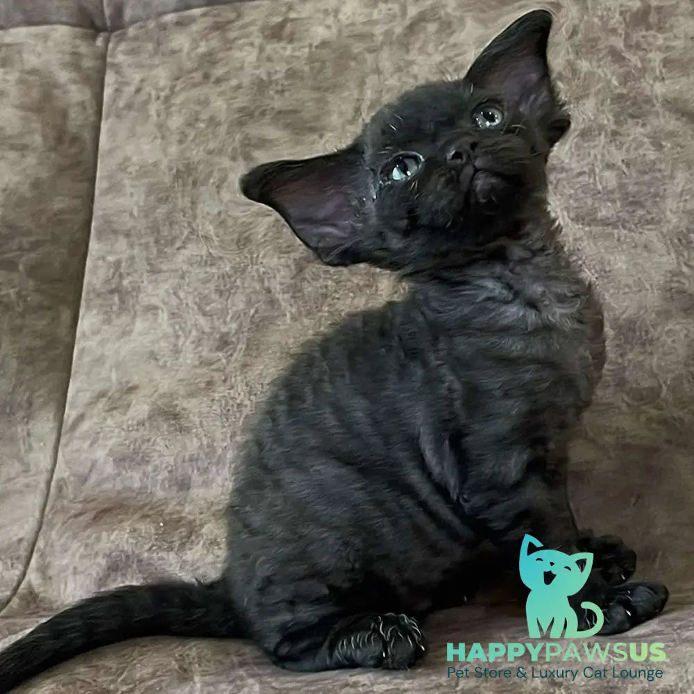 Barbara Devon Rex female black - live animals
