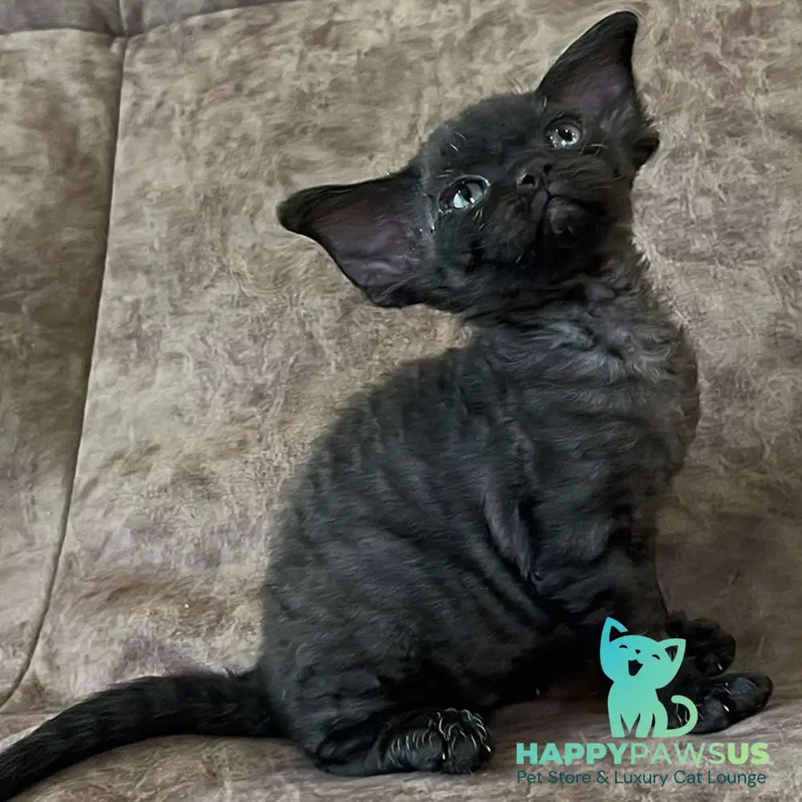 Barbara Devon Rex female black - live animals