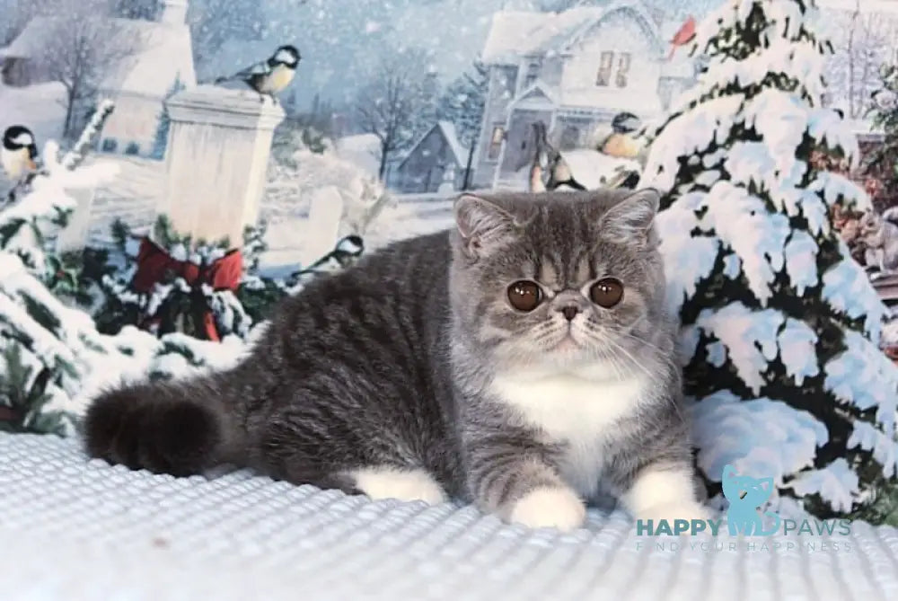 Barbara Exotic Female Blue Spotted Tabby Bicolour Live Animals