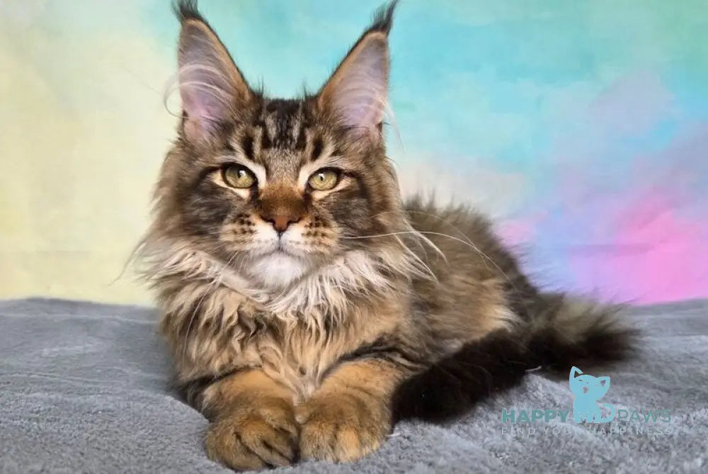 Barbara Maine Coon female black golden ticked tabby live animals