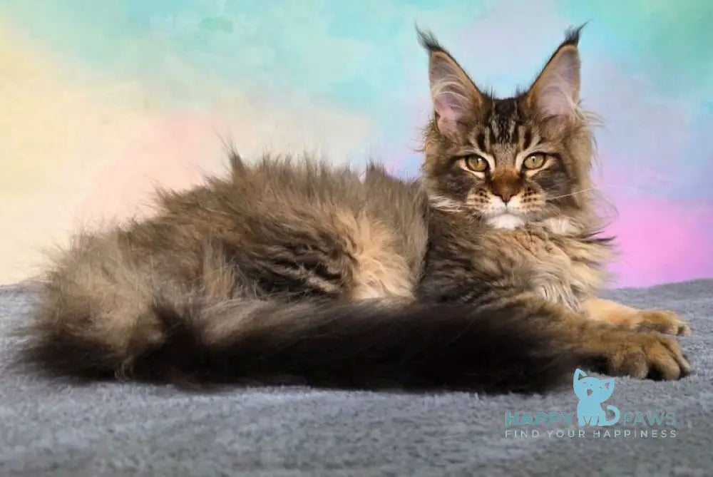 Barbara Maine Coon female black golden ticked tabby live animals