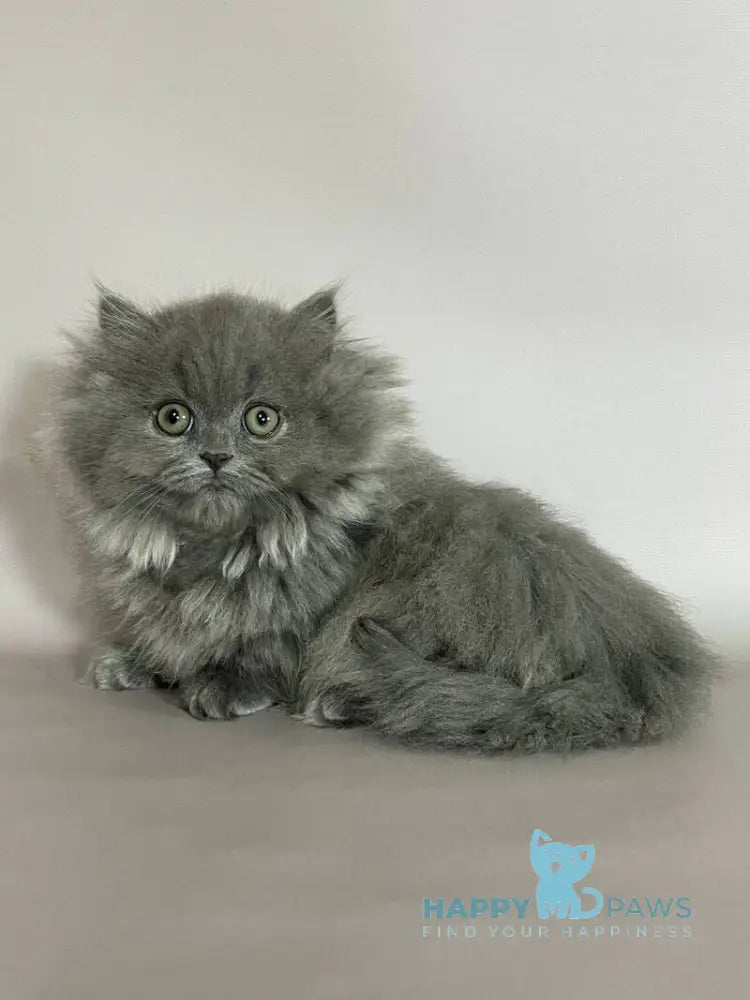 Barbara Munchkin female blue live animals