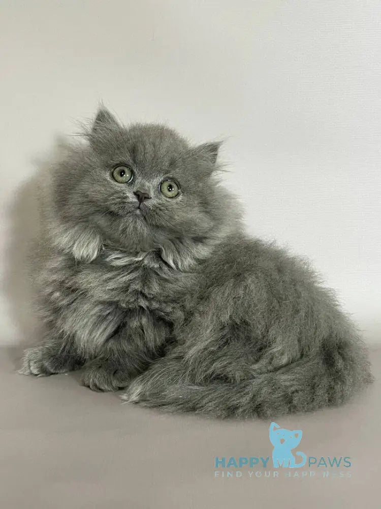 Barbara Munchkin female blue live animals