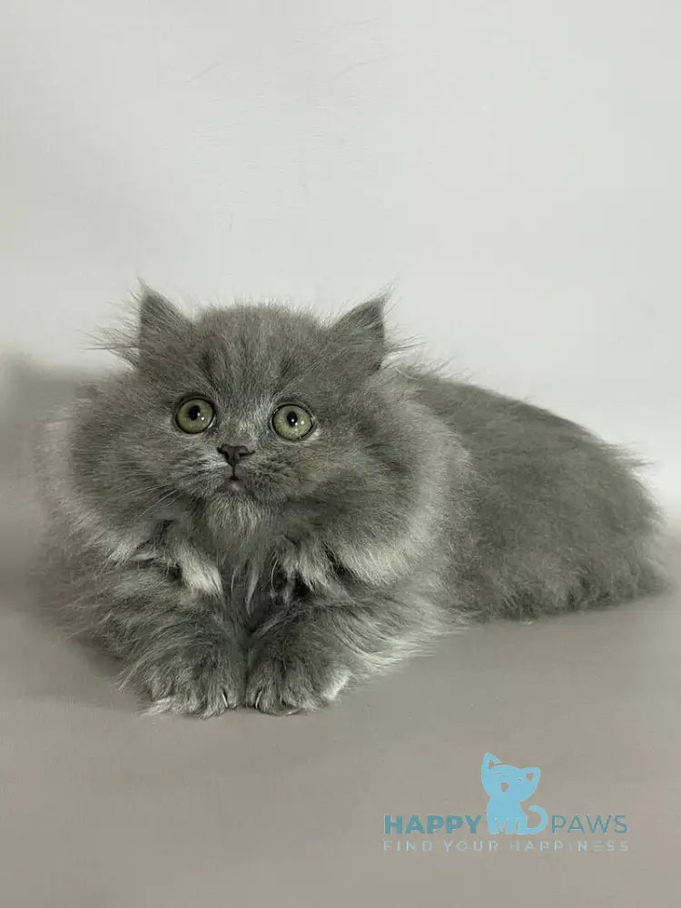 Barbara Munchkin female blue live animals