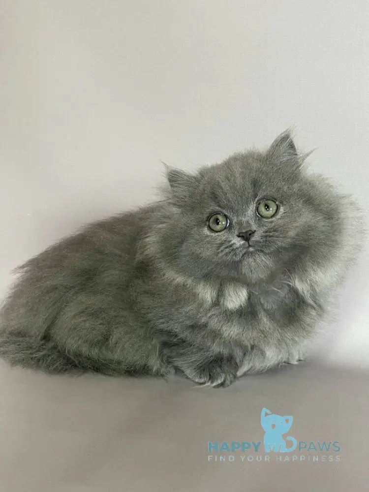 Barbara Munchkin female blue live animals