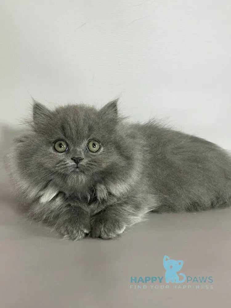 Barbara Munchkin female blue live animals