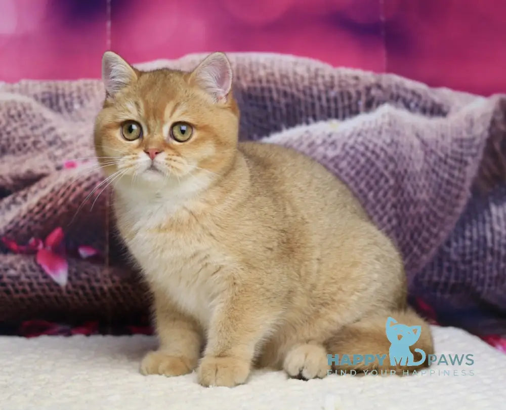 Barbariska British Shorthair female chocolate golden ticked tabby live animals