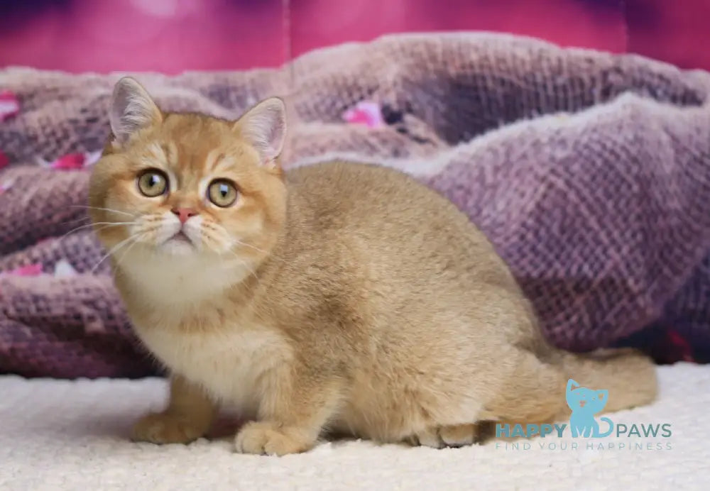 Barbariska British Shorthair female chocolate golden ticked tabby live animals