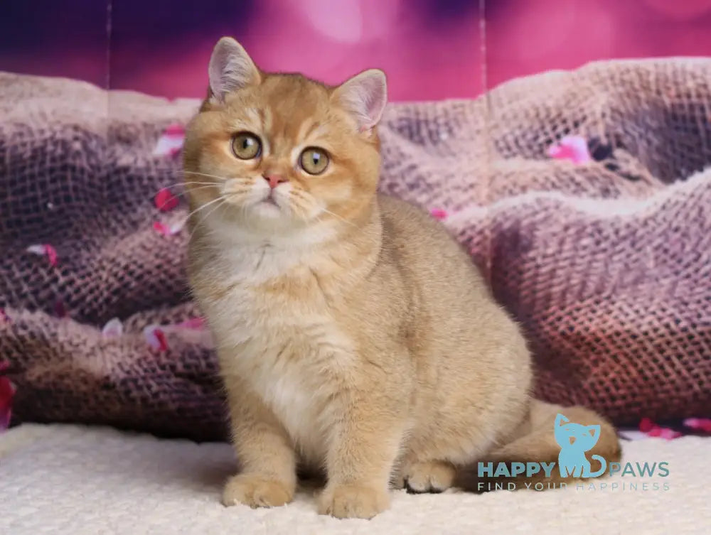 Barbariska British Shorthair female chocolate golden ticked tabby live animals