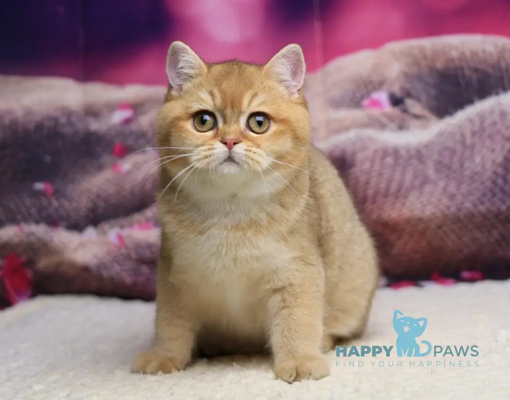 Barbariska British Shorthair female chocolate golden ticked tabby live animals