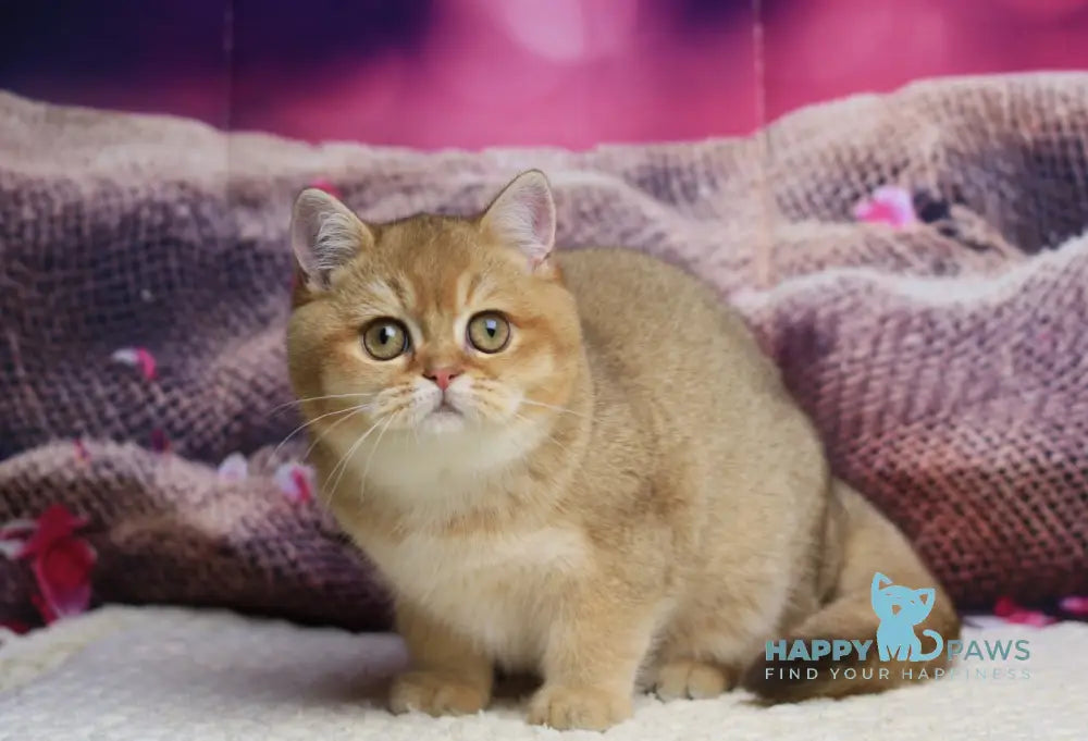 Barbariska British Shorthair female chocolate golden ticked tabby live animals