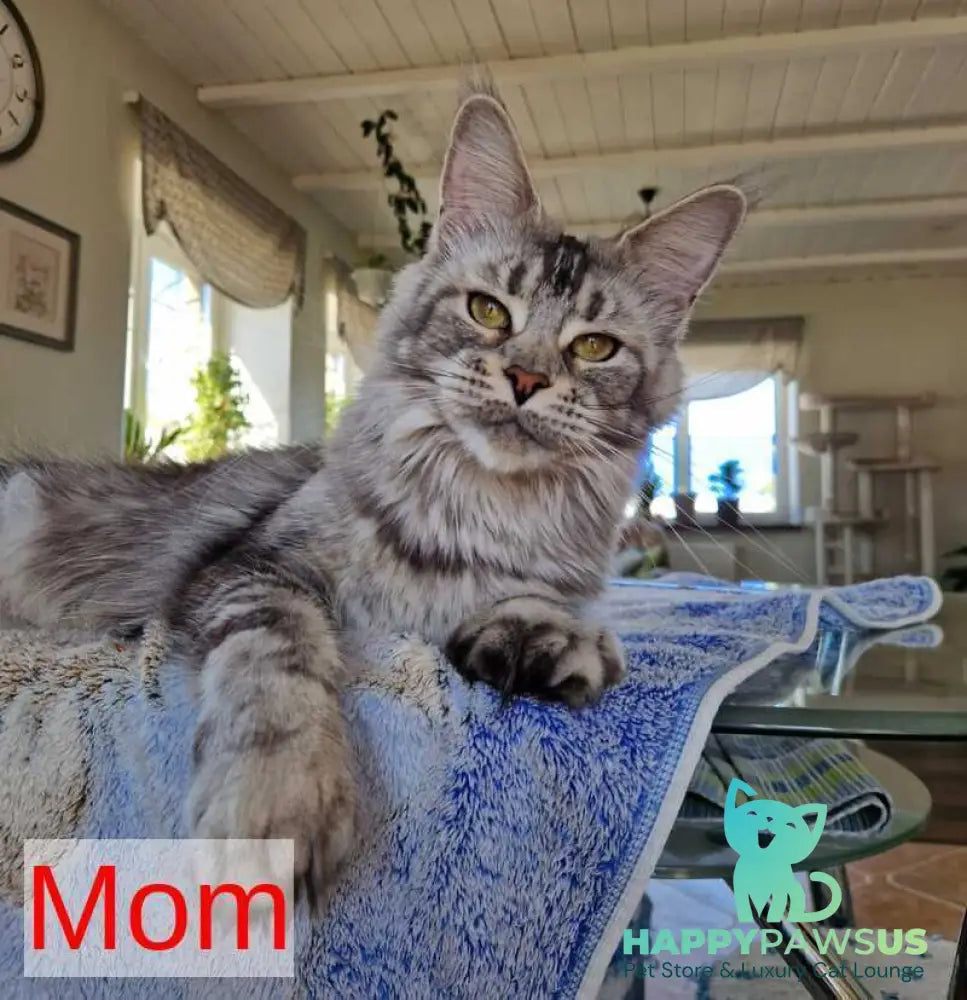 Barbariska Maine Coon female black silver ticked tabby with white - live animals