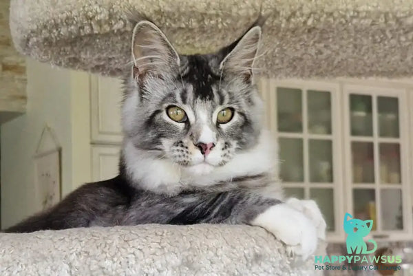 Barbariska Maine Coon female black silver ticked tabby with white - live animals