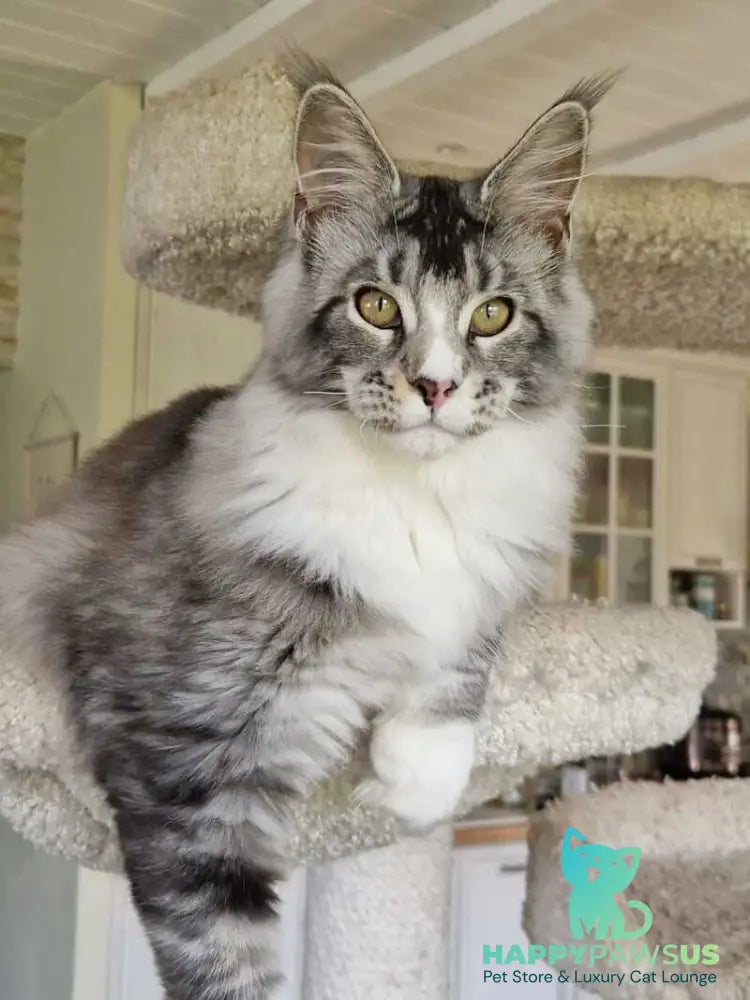Barbariska Maine Coon female black silver ticked tabby with white - live animals