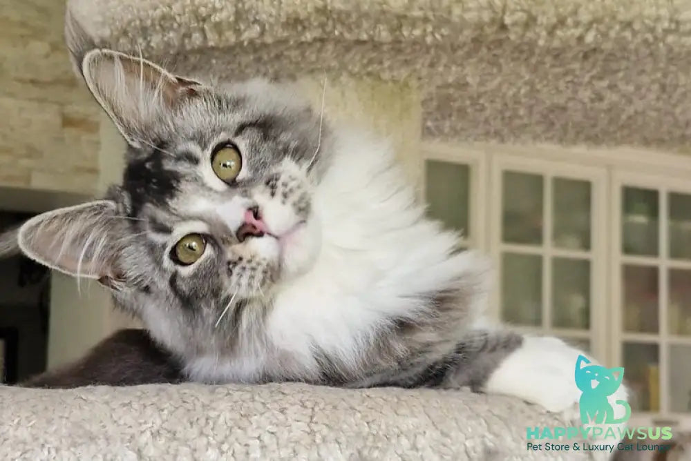 Barbariska Maine Coon female black silver ticked tabby with white - live animals