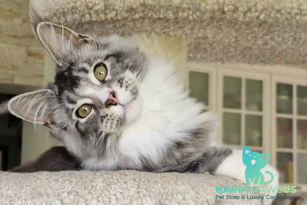 Barbariska Maine Coon female black silver ticked tabby with white - live animals