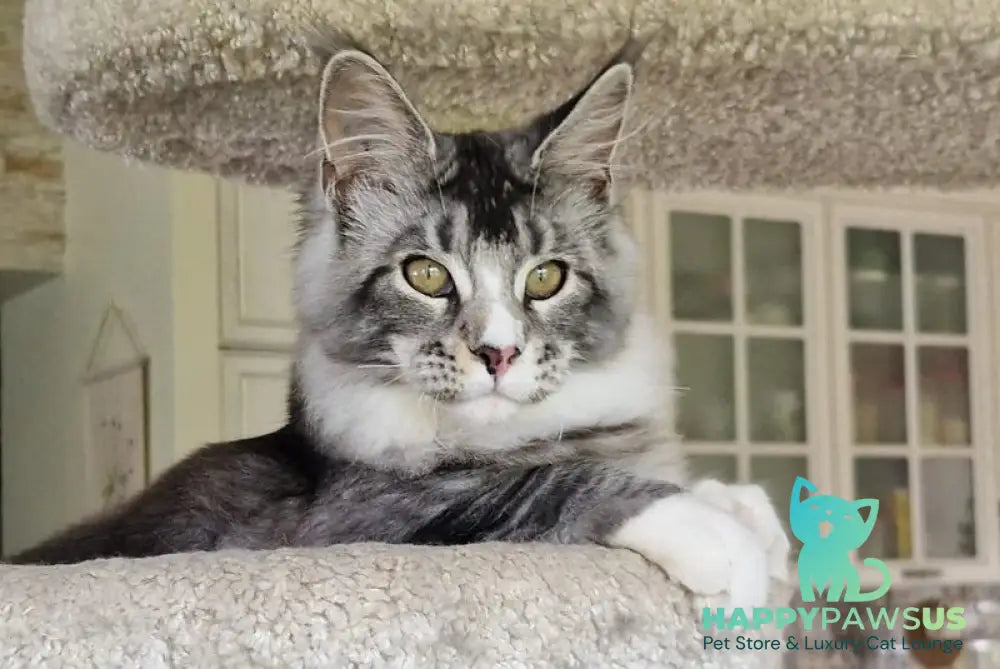 Barbariska Maine Coon female black silver ticked tabby with white - live animals