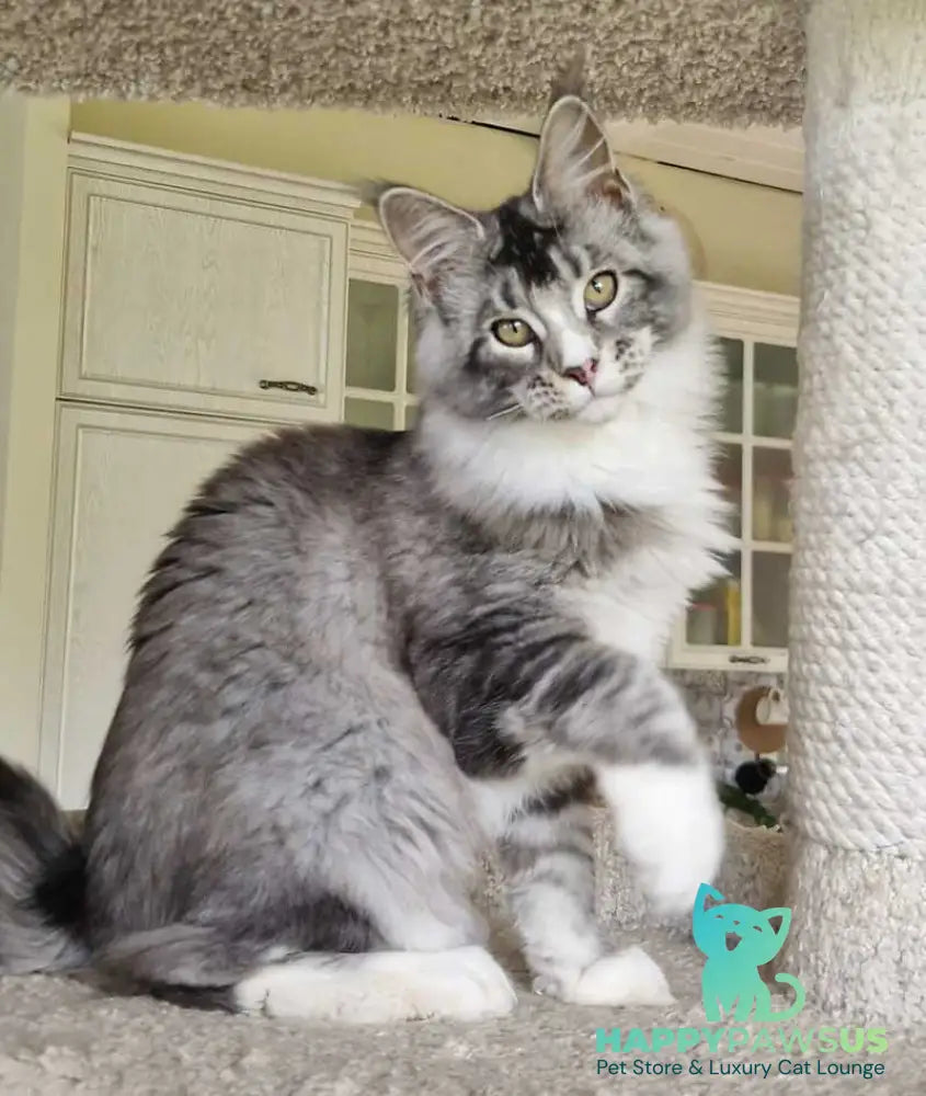 Barbariska Maine Coon female black silver ticked tabby with white - live animals