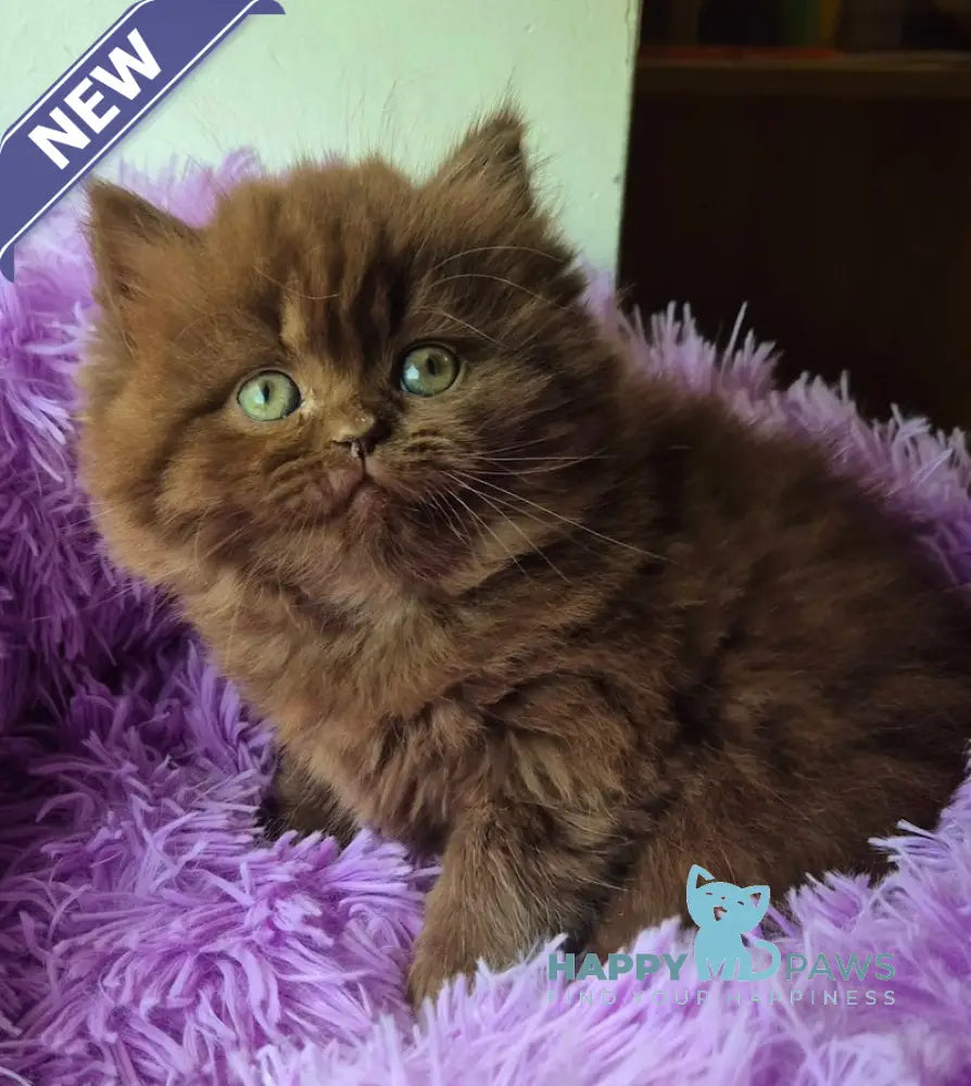 Barbi British Longhair female chocolate live animals