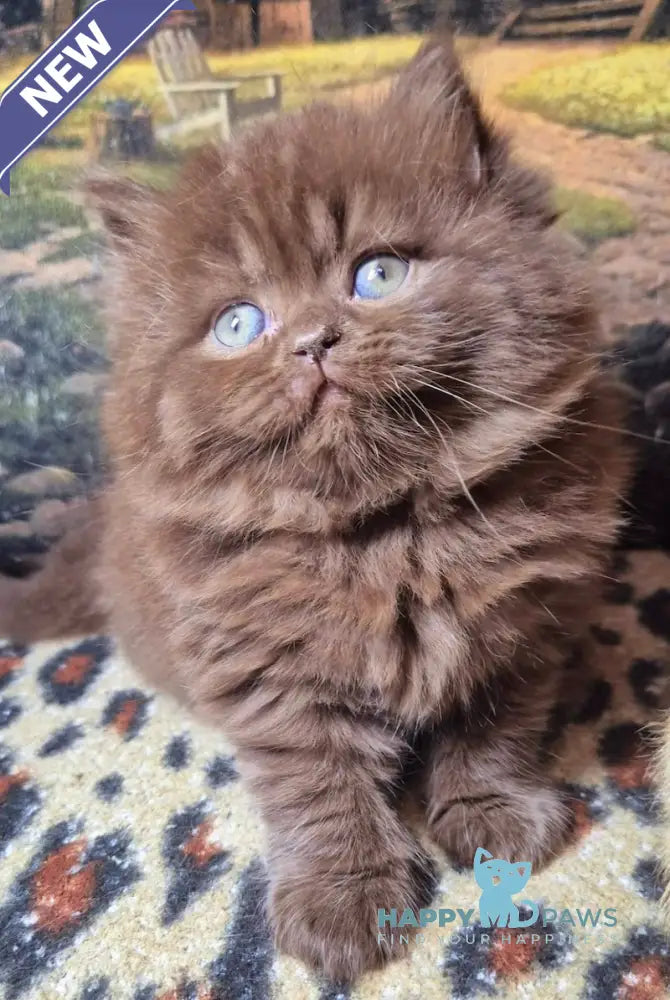 Barbi British Longhair female chocolate live animals