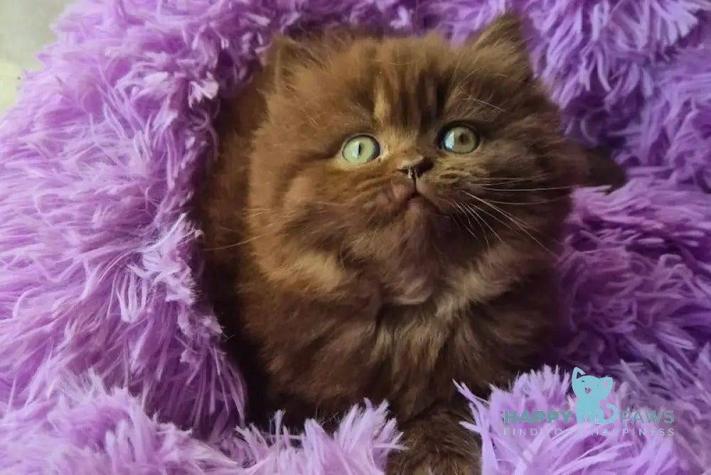 Barbi British Longhair female chocolate live animals